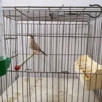 فنچ نرگسی شکلاتی نر مست