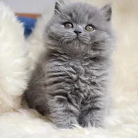 اسکاتیش بلو فولد هیمالین گارفیلد