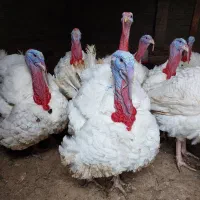 بوقلمون گوشتی درجه یک