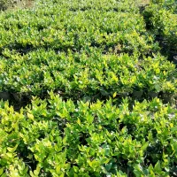 یاس هلندی سطل ۳ و ۱۰|گل و گیاه طبیعی|کلاچای, |دیوار