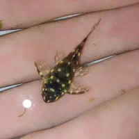 پلکو خاص ۲۰۱ و پوزه بوته ای