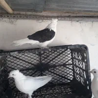 کفتر دوکت سیاه|پرنده|قم, شهرک امام حسین|دیوار