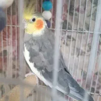 عروس هلندی