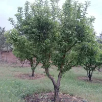 ۲۰۰ متر زمین کردان کوهسار خوروین خجسته شمالی