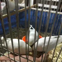 مرغ عشق دستی|پرنده|مشهد, نکاح|دیوار