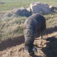 قوچ گله دامازدق