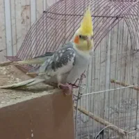 فروش جفت عروس هلندی مولد همراه با جوجه|پرنده|بافق, |دیوار