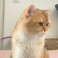 جفت گیری گربه بریتیش گلد نر