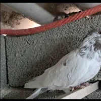 کبوتر پیدا شده