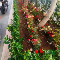 خدمات باغبانی احمدی سرویس درتمام نقاط تهران