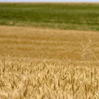 فروش زمین گهمال بالاتر از حاجی آباد