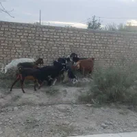 بز بزغاله میش