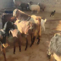 نر بز ارتشی|حیوانات مزرعه|کوهدشت, |دیوار