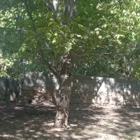 فروش باغ گردویی 400متری