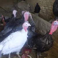 بوقلمون گوشتی بوقلمون برنز  تخم بوقلمون|حیوانات مزرعه|چناران, |دیوار