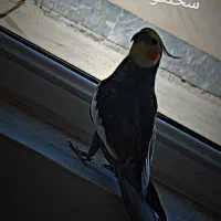 کاپشن مردانه عروس هلندی