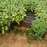 نشاء سبزیجات