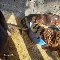 بز ماده|حیوانات مزرعه|بندر ماهشهر, |دیوار