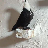 کبوتر کلاغ سیاه