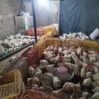 مرغ گوشتی شهرستان مرغ تخمی موجوده مرغ مادر موجوده