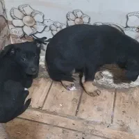 سگ دوبرمن|سگ|کارون, |دیوار