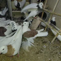 کاکلی  پاپر  پشتار وطوقی سرخ