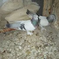 کفتر سوسنی بهبهانی|پرنده|شیراز, محمدیه|دیوار