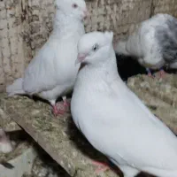 جفت اراکی با جوجه