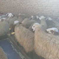 تعداد 18رس میش آبستن اکسرن مایه کردن|حیوانات مزرعه|جوین, |دیوار