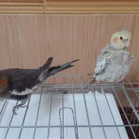 فروش یک جفت عروس هلندی|پرنده|درگزین, |دیوار