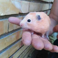 فروش همسترهای نازواهلی تکی و کلی|موش و خرگوش|تبریز, |دیوار