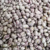 چیتی عمده لوبیا