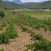 فروش باغ|فروش زمین و ملک کلنگی|مریوان, |دیوار