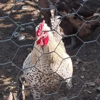 فروش خروس نژاد ساسکس(sussex)اصیل و سالم