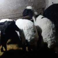 سلام سه عددبره ماده سبک وزن