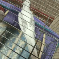 عروس هلندی معاوضه می‌کنم با جفت لوتینو رو جوجه|پرنده|کرمان, |دیوار