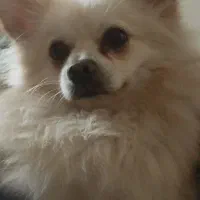 سگ گمشده|حیوانات|اصفهان, مارچین|دیوار