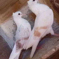 کبوتر