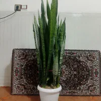 گل های طبیعی فروش