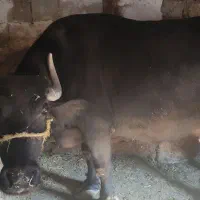 گاومیش|حیوانات مزرعه|کلیبر, |دیوار