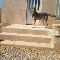 خرید و فروش سگ|سگ|شازند, |دیوار