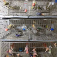 قناری قرص بخون