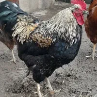 خروس جوان سالم