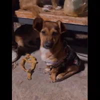 واگذاری|سگ|اصفهان, کلمه خوران|دیوار