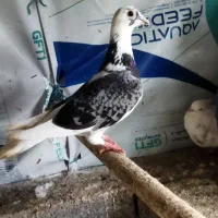 کبوتر ماده جان آردن مسافتی|پرنده|دابودشت, |دیوار