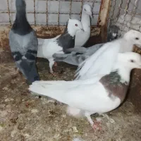 الوند