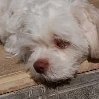 حیوان|سگ|اسلامآباد غرب, |دیوار