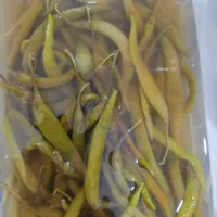 ترشی  خانگی|خوردنی و آشامیدنی|شیراز, دست خضر|دیوار