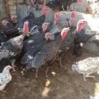 بوقلمون محلی