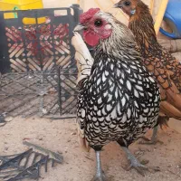 مرغ و خروس سیبرایت مینیاتوری معاوضه با مرغ عشق